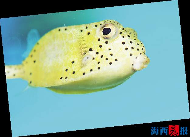 廈門海底世界內設有五個特色展區(qū)(圖1)