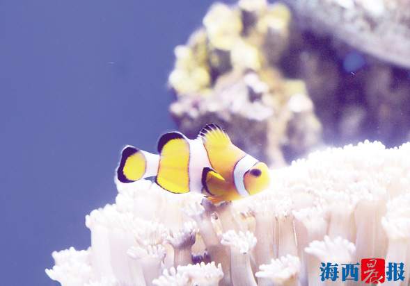 廈門海底世界內設有五個特色展區(qū)(圖5)